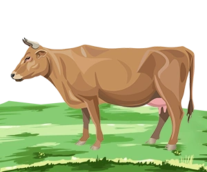 Cattle