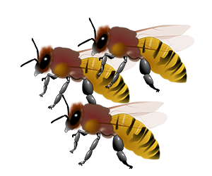 Honeybee