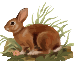 Rabbit