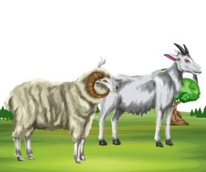 Sheep Goat
