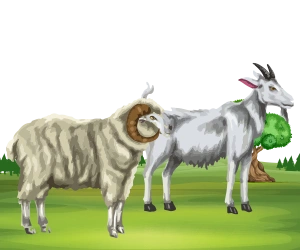 Sheep Goat